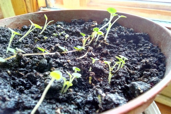 Як виростити базилік з насіння в домашніх умовах на розсаду