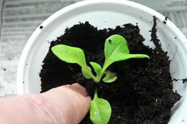 Як виростити базилік з насіння в домашніх умовах на розсаду