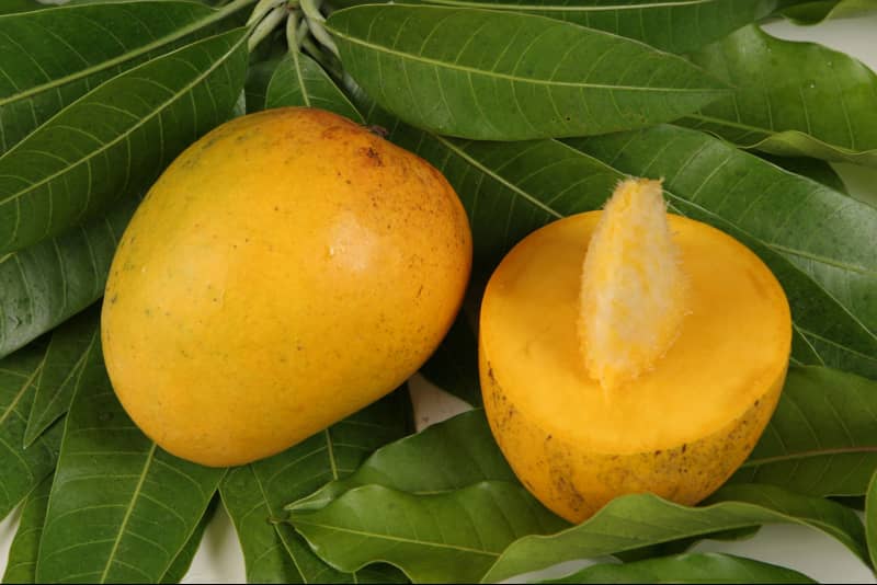 Як змусити плодоносити дерево манго в домашніх умовах?
