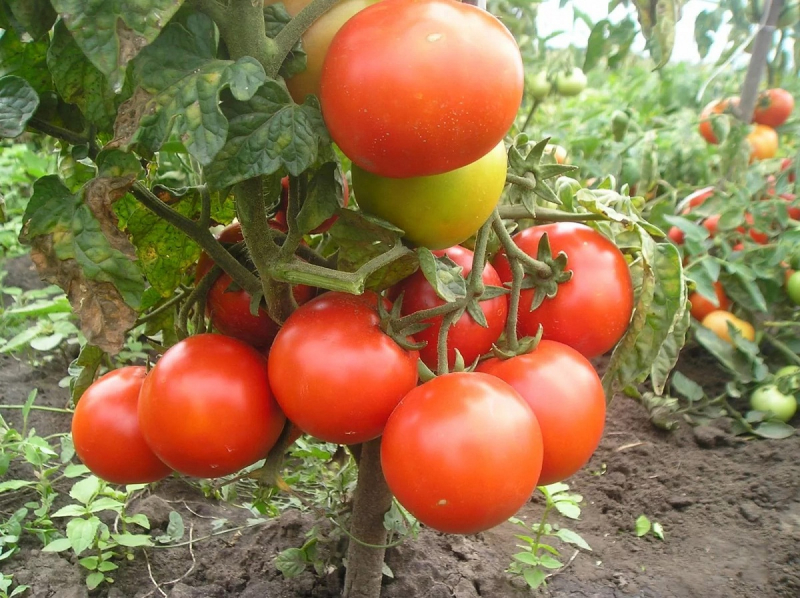 Які найкращі насіння помідорів для теплиць і відкритого грунту?