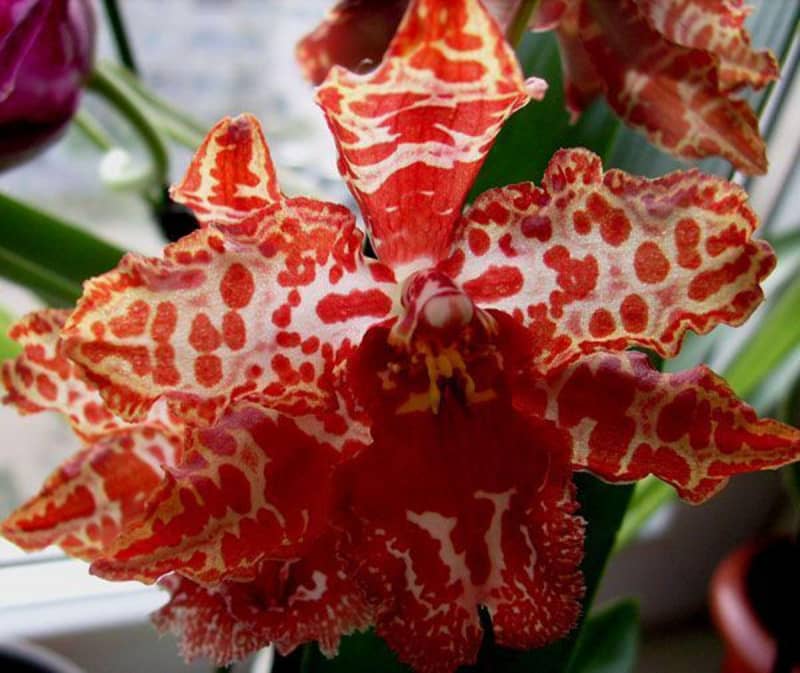 Камбрія – красива і невибаглива орхідея