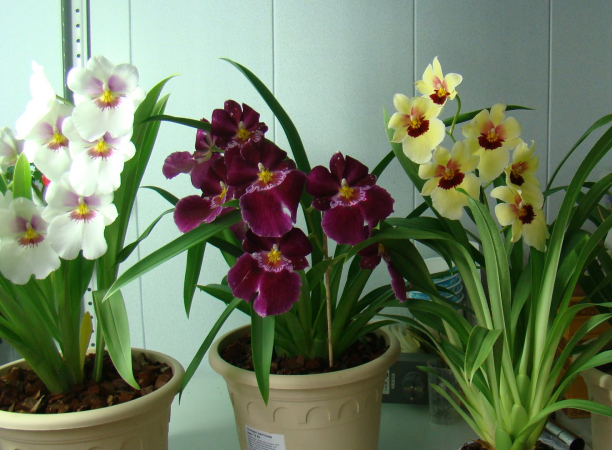 Камбрія – красива і невибаглива орхідея