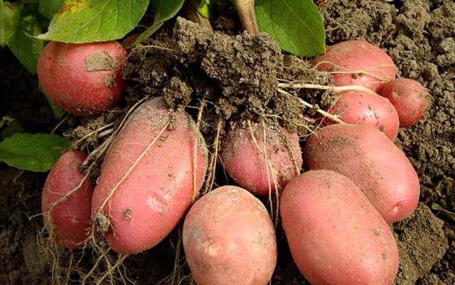 Картопля Беллароза — як отримати два врожаї за один сезон