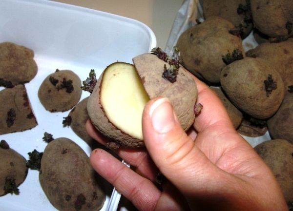 Картопля Удача — секрети врожайності через 55 днів після посадки