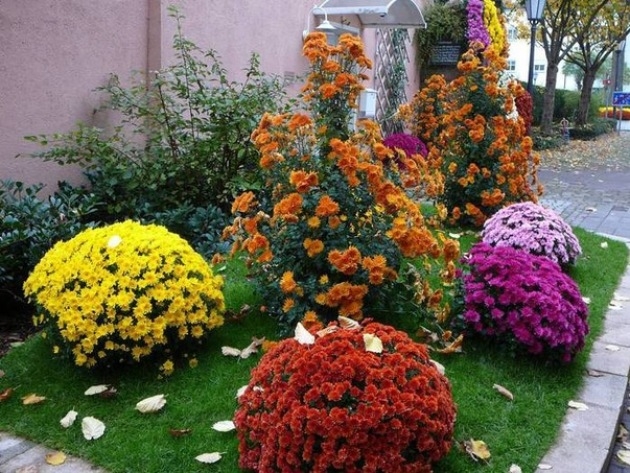 Хризантема куляста – 3500 відтінків кольору на садовій ділянці