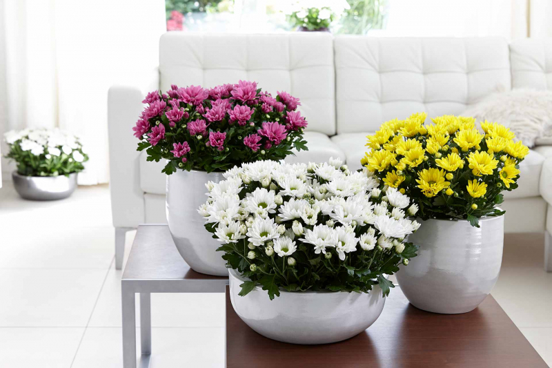 Хризантема в горщику – як подбати про домашню квітку?