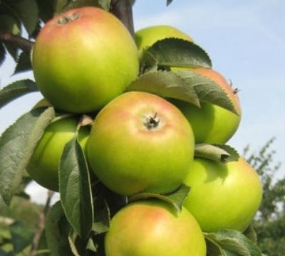 Колоновидна яблуня — декоративна культура з рясним плодоношенням