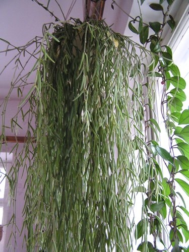 Кімнатна рослина хойя — як виховувати і доглядати в домашніх умовах