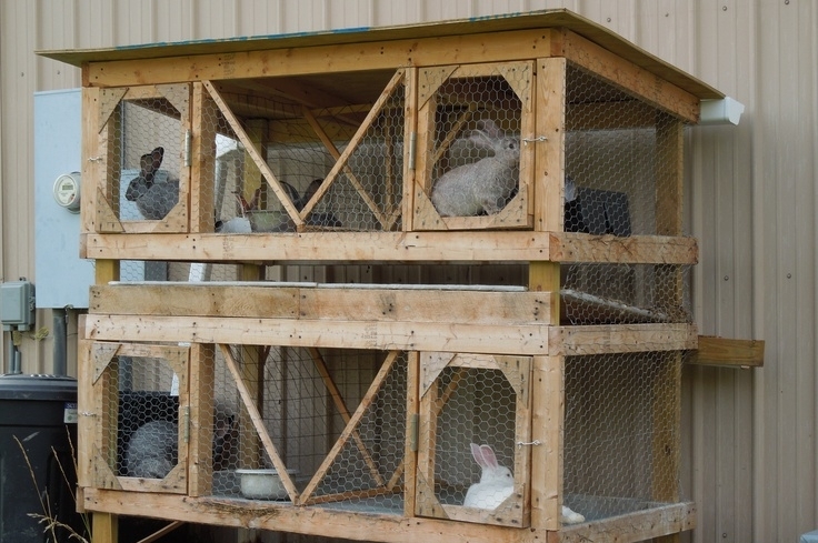 Кроляча ферма — види і правила побудови за розробленими кресленнями