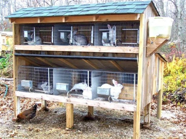 Кроляча ферма — види і правила побудови за розробленими кресленнями
