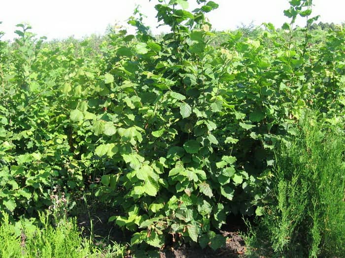 Ліщина Звичайна — смачні лісові горіхи на садовій ділянці