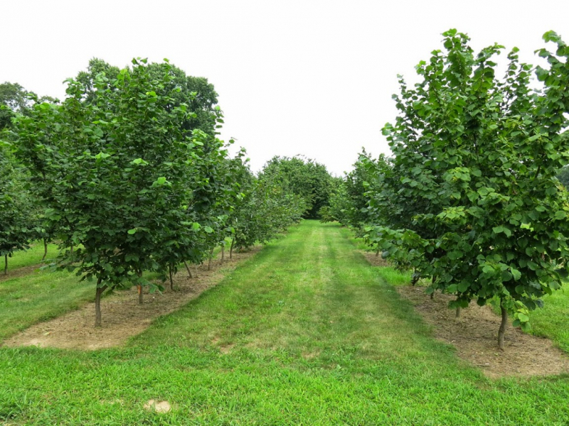 Ліщина Звичайна — смачні лісові горіхи на садовій ділянці