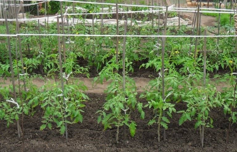 Кращі сорти помідорів, підходящі для відкритого ґрунту