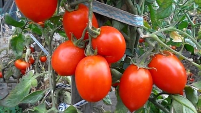 Кращі сорти помідорів, підходящі для відкритого ґрунту