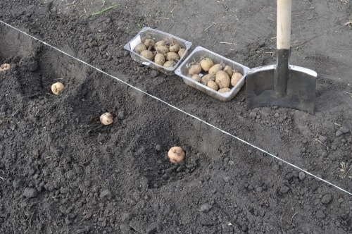 Кращі способи посадки картоплі в домашніх умовах