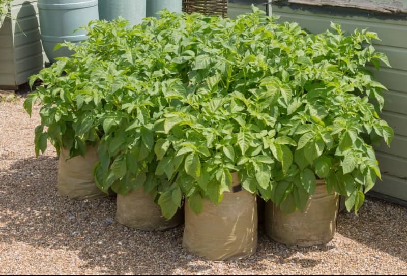 Кращі способи посадки картоплі в домашніх умовах