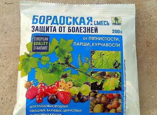 Малина Краса Росії — корисна ягода на дачній ділянці
