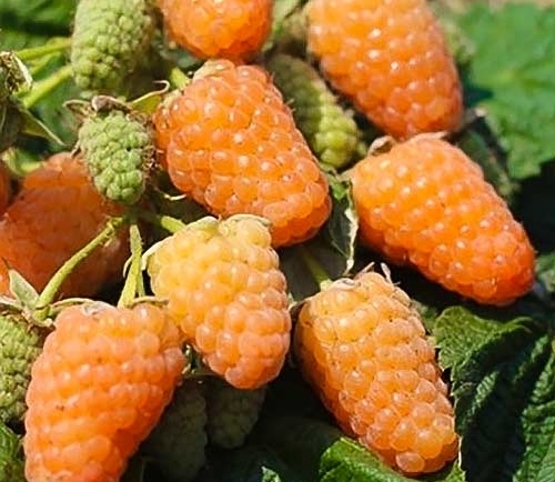 Малина Помаранчеве диво — рясний урожай смачної ягоди