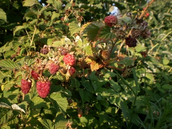 Малина Помаранчеве диво — рясний урожай смачної ягоди