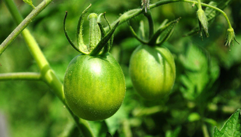 Мариновані зелені помідори — чудовий делікатес на зиму