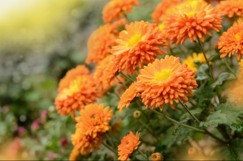 Багаторічні хризантеми – вирощування, розмноження і зберігання взимку