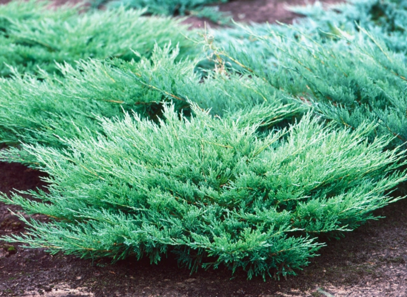 Ялівець андорра компакт — вічнозелений чагарник на вашому городі