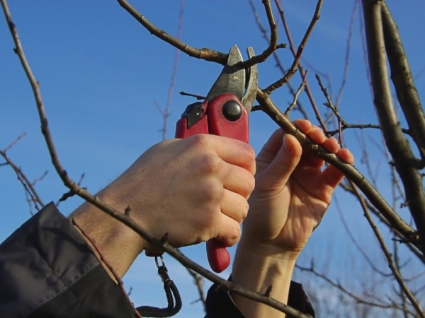 Обрізання груші восени – технологія і нюанси проведення