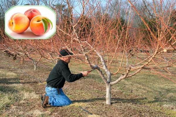 Обрізка персика – схема для початківців садівників