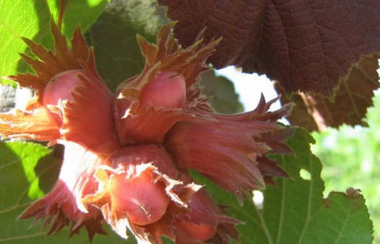 Горіх фундук — плодове дерево на вашій ділянці