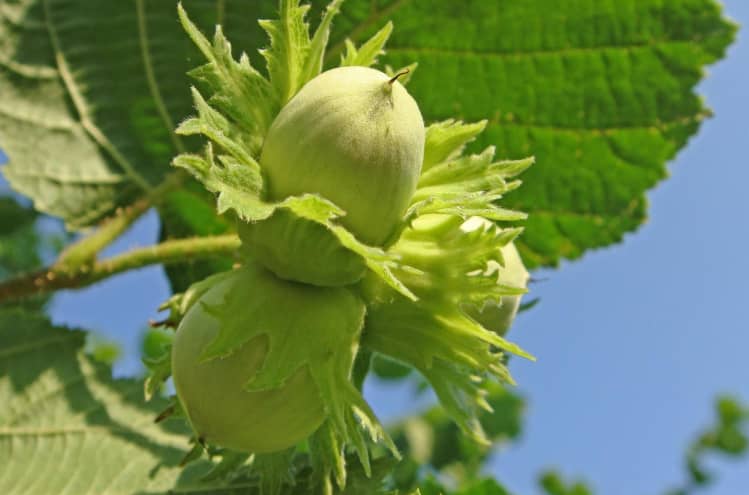 Горіх фундук — плодове дерево на вашій ділянці