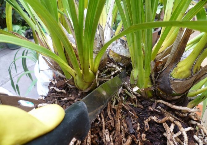Орхідея цимбідіум – як вирощувати вдома і домогтися цвітіння?