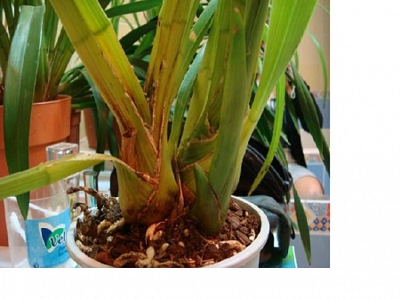Орхідея цимбідіум – як вирощувати вдома і домогтися цвітіння?