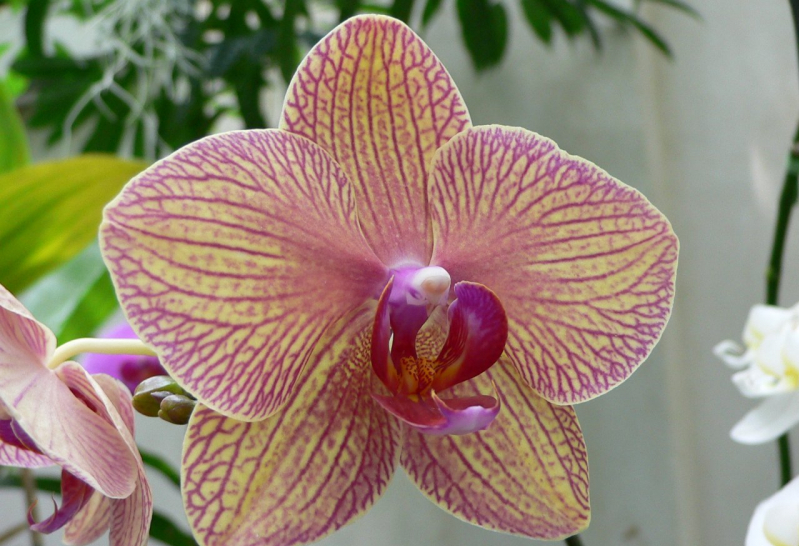 Орхідея фаленопсис — розмноження і правильний догляд в домашніх умовах