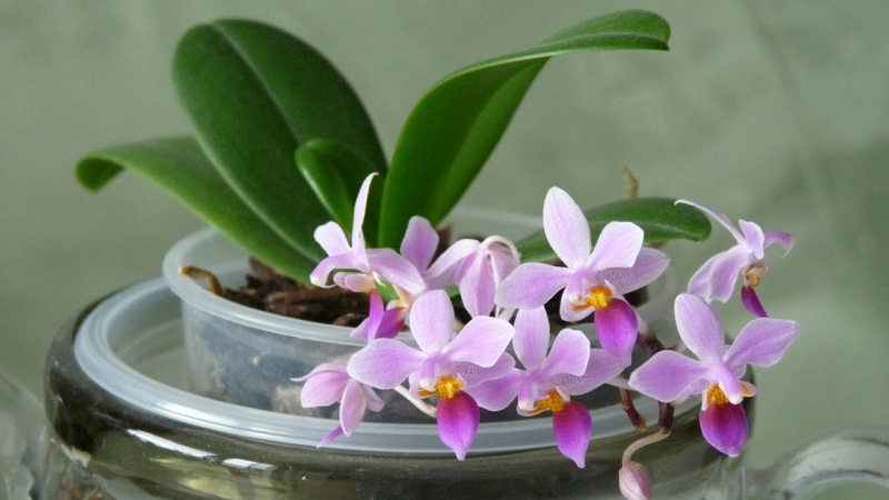 Орхідея фаленопсис — розмноження і правильний догляд в домашніх умовах