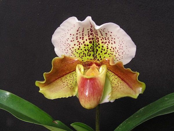 Орхідея Венерин черевичок — тропічна культура для підвіконня і відкритого грунту