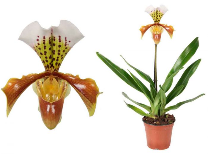 Орхідея Венерин черевичок — тропічна культура для підвіконня і відкритого грунту