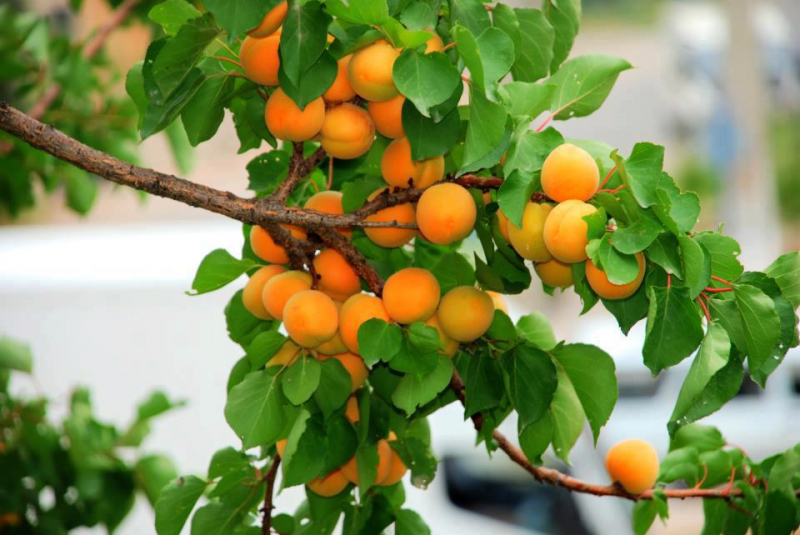 Осіння посадка абрикоса і правила догляду за деревом