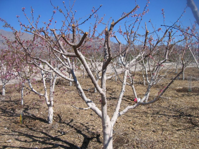Осіння посадка абрикоса і правила догляду за деревом