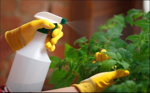 Харчова сода для городу або саду: поради дачникам, ніж корисна, як застосовувати (обробка рослин, як добриво)