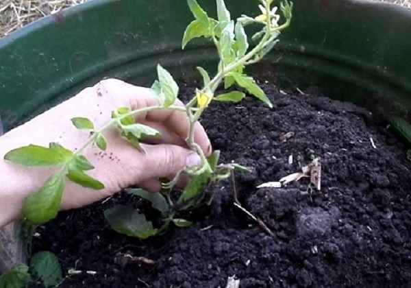 Помідорне дерево – до 1,5 тонн помідорів за новою технологією