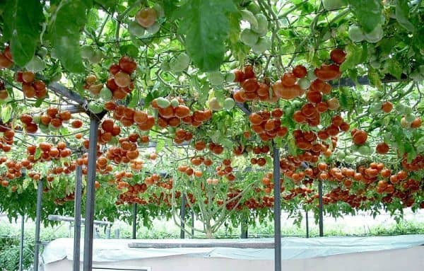 Помідорне дерево – до 1,5 тонн помідорів за новою технологією