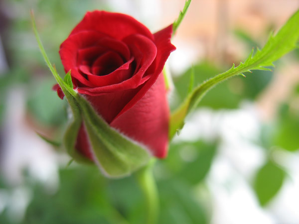 Посадка троянд восени — рекомендації по вирощуванню і догляду