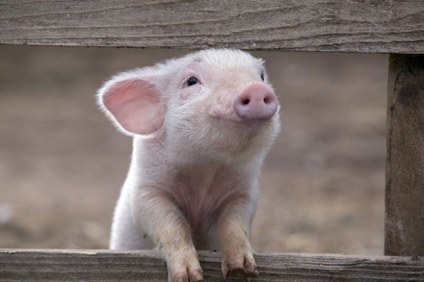 Премікси для свиней – різноманітність препаратів і добавок до корму