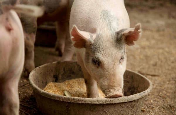 Премікси для свиней – різноманітність препаратів і добавок до корму