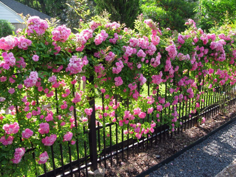Принципи посадки плетистої троянди навесні – вирощування та догляд за рослиною взимку і восени