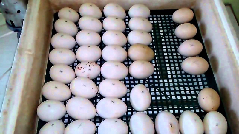 Розведення індокачок — більше 100 яєць з однієї особини в рік