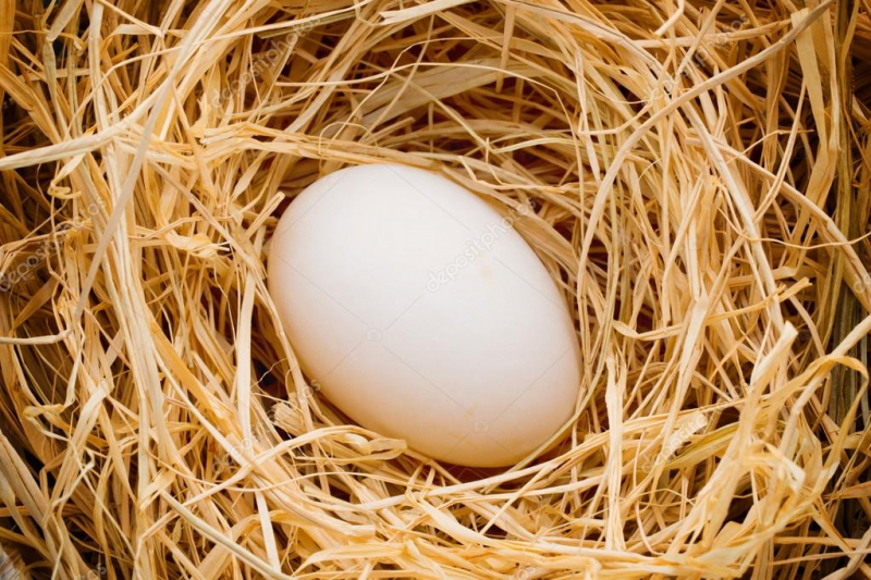 Розведення індокачок — більше 100 яєць з однієї особини в рік