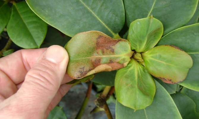 Рододендрон — незвичайне рослина в домашніх умовах