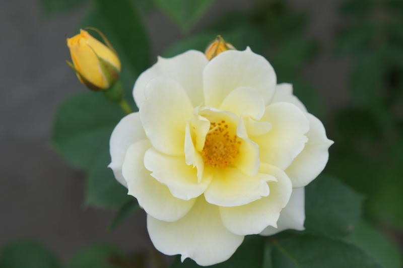 Роза Ругоза — декоративний шипшина, дає високий урожай