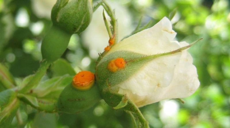 Роза Ругоза — декоративний шипшина, дає високий урожай